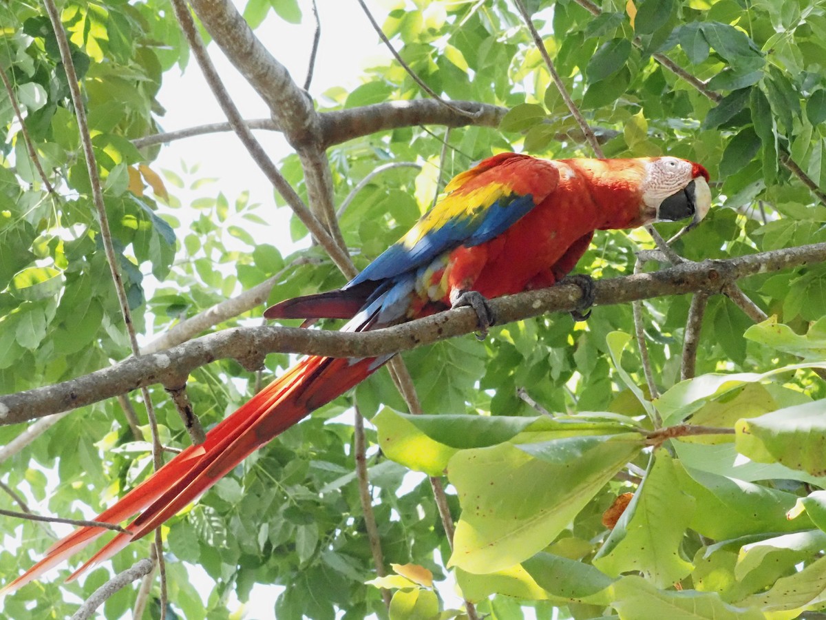Scarlet Macaw - ML620413206