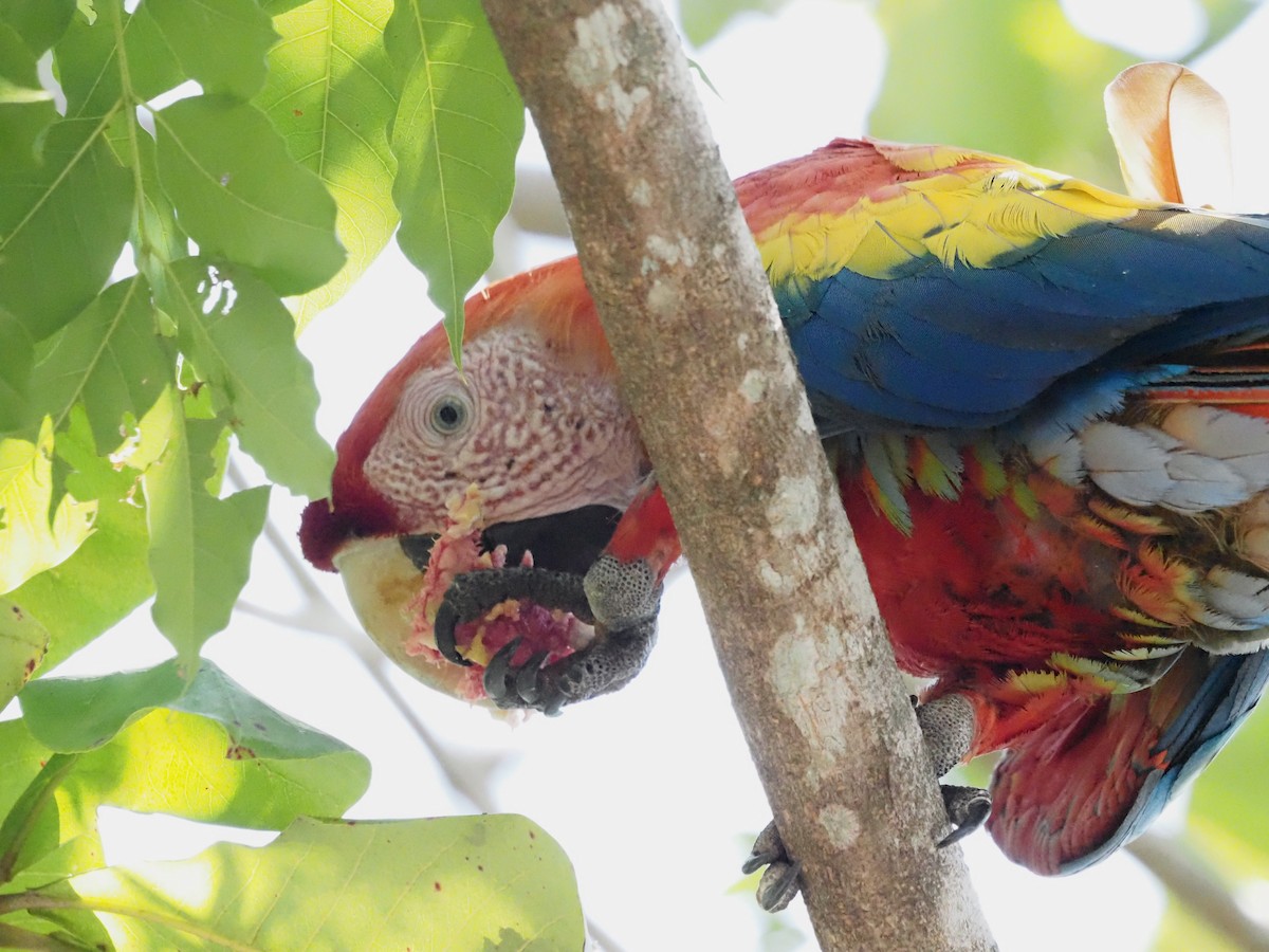 Scarlet Macaw - ML620413207