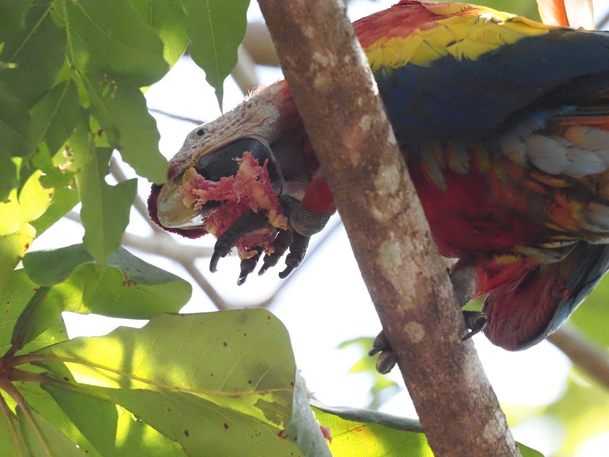 Scarlet Macaw - ML620413209