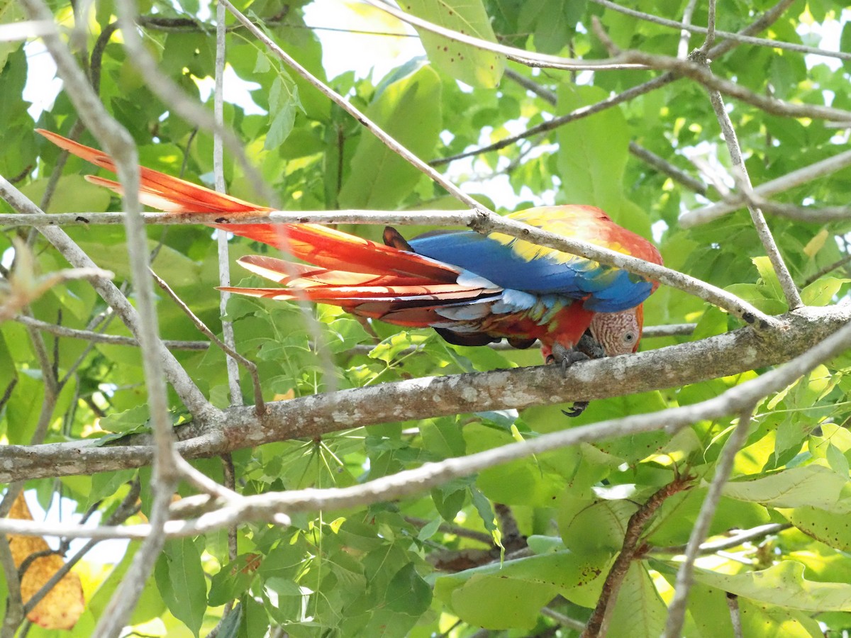 Scarlet Macaw - ML620413210