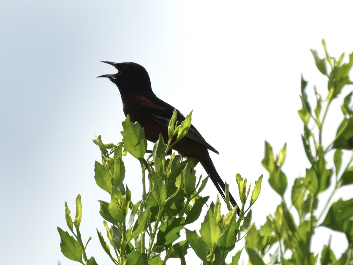 Orchard Oriole - ML620413216