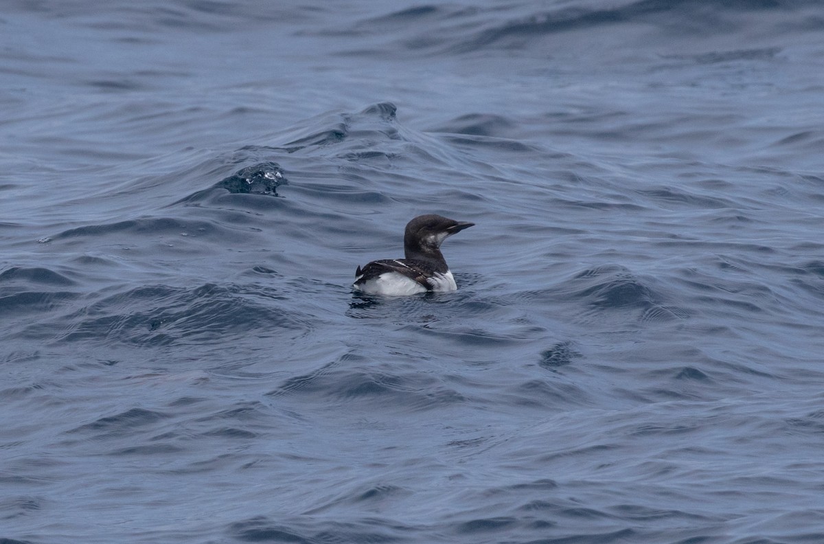 Thick-billed Murre - MCHL ____