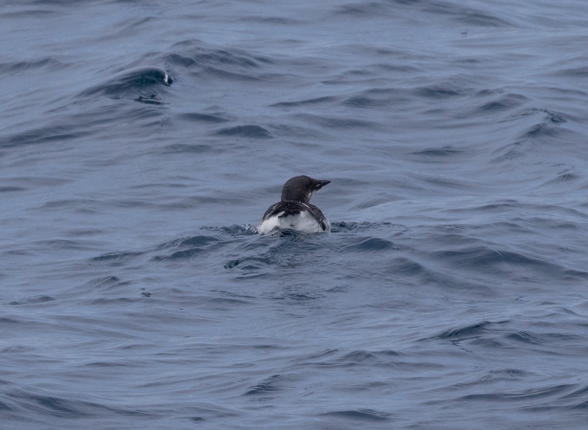 Thick-billed Murre - ML620413223