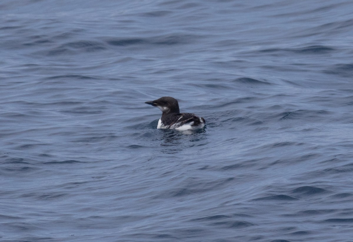 Thick-billed Murre - ML620413224