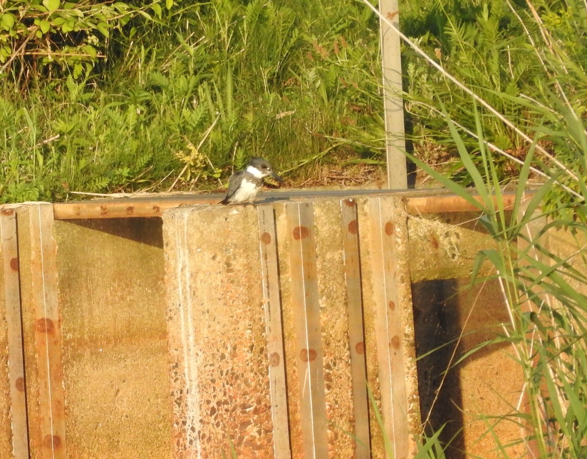 Belted Kingfisher - ML620413231