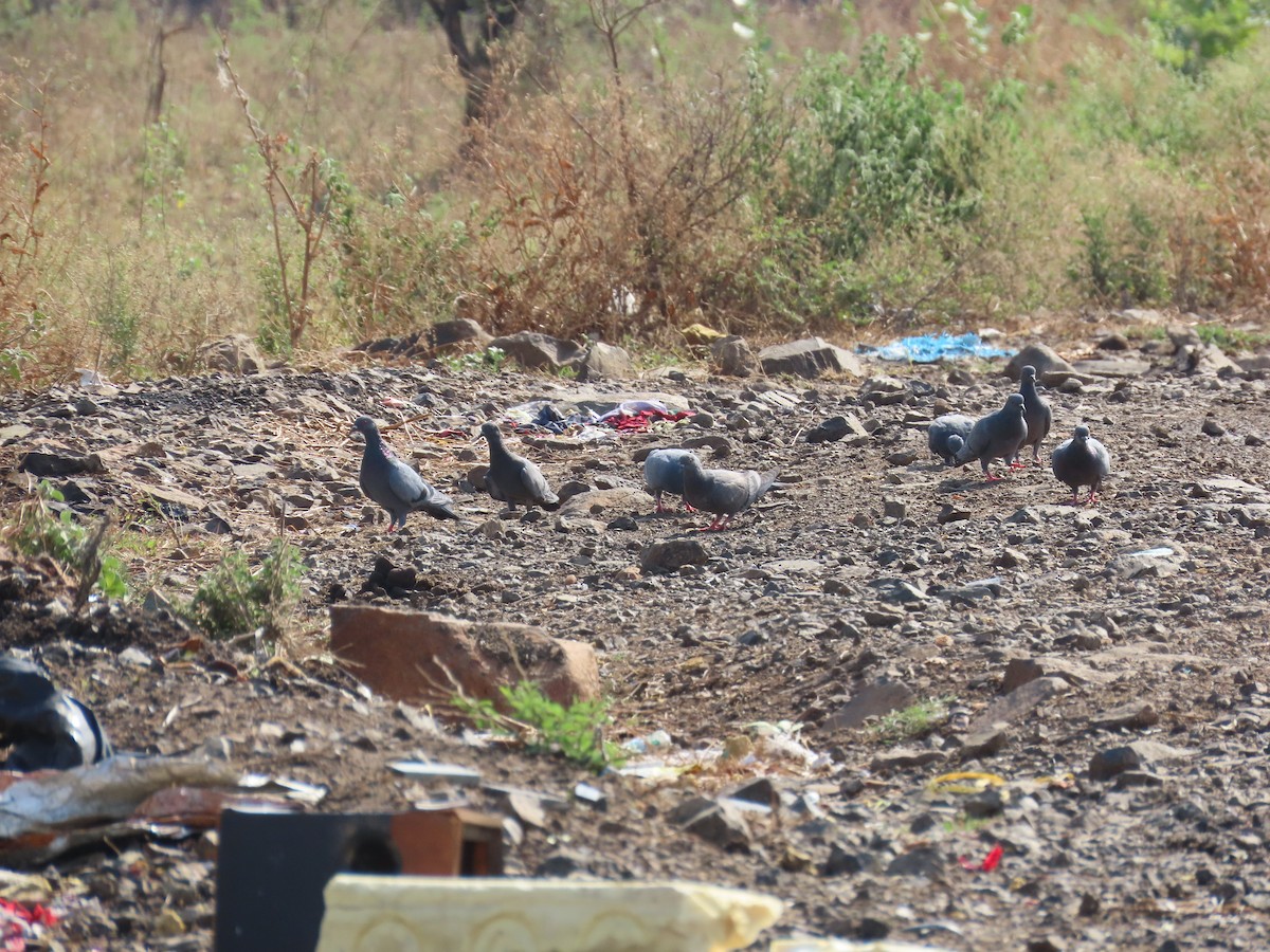 Rock Pigeon (Feral Pigeon) - ML620413232