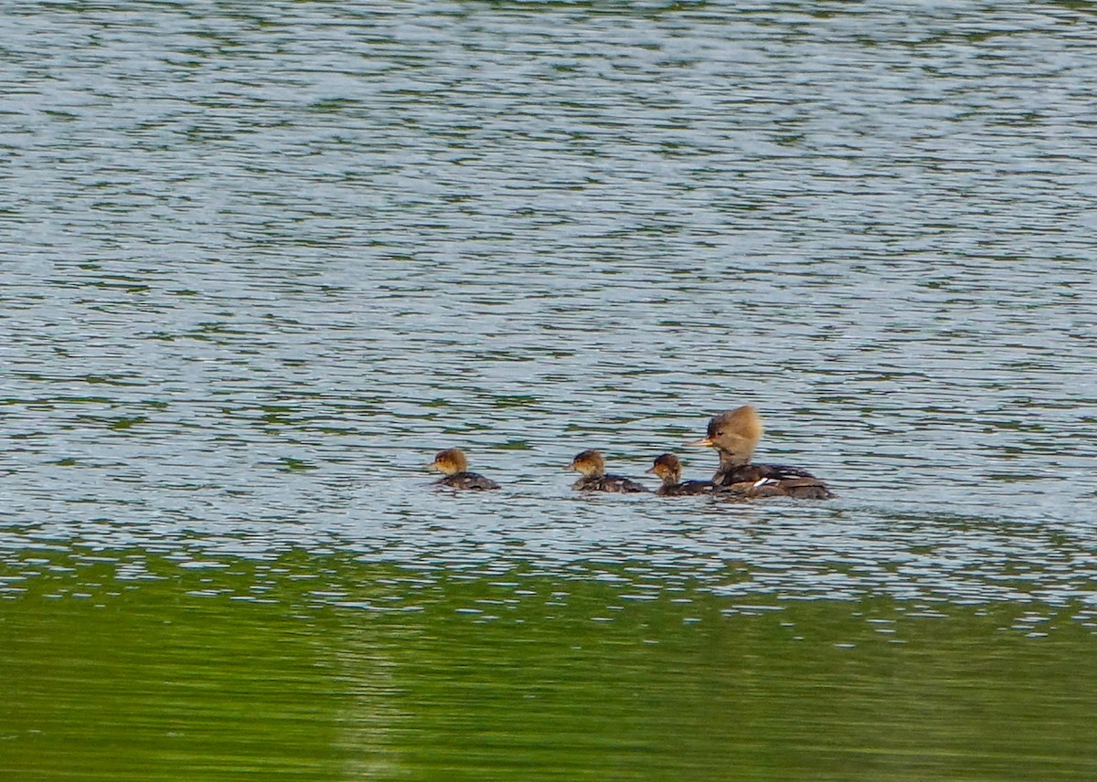 Hooded Merganser - ML620413249