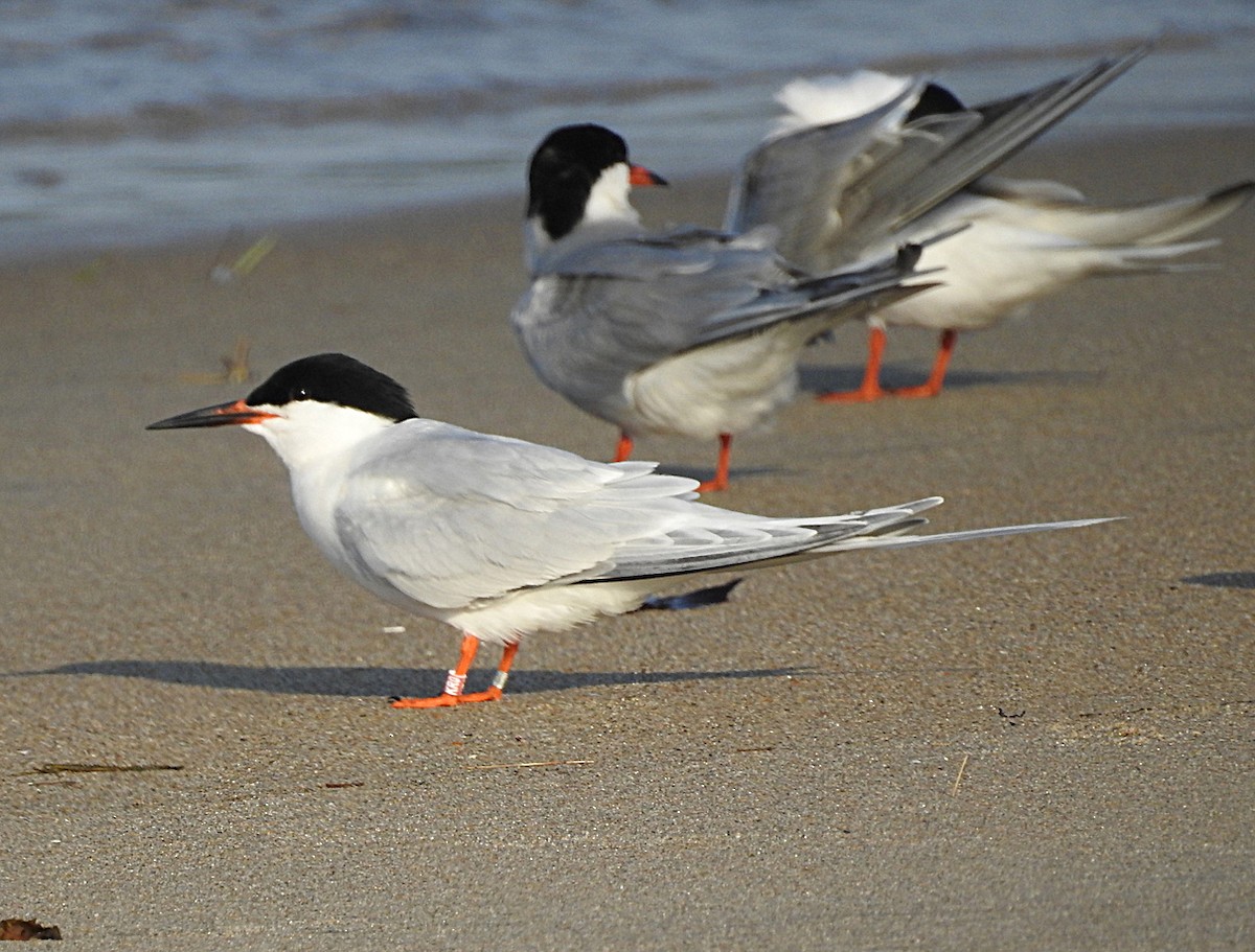 Roseate Tern - ML620413250