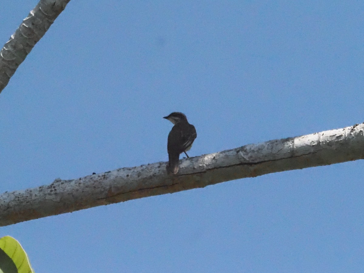 Piratic Flycatcher - ML620413262