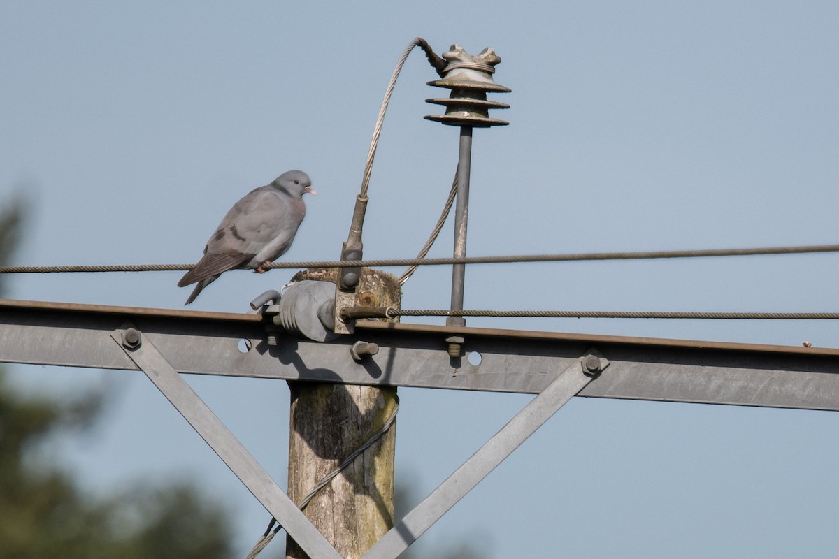 Stock Dove - ML620413266