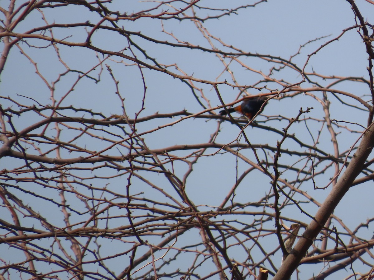 Indian Robin - ML620413267