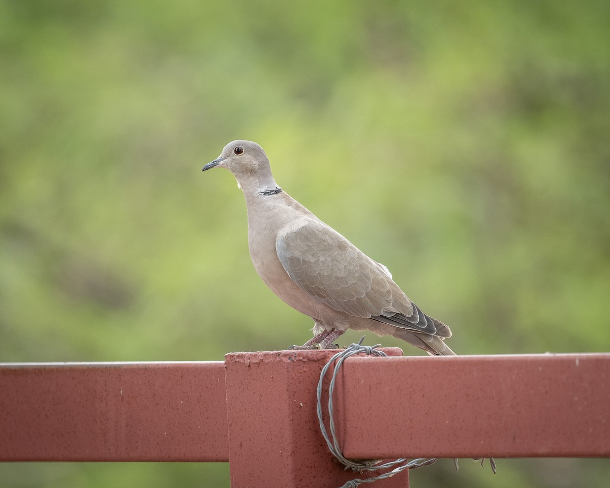Eurasian Collared-Dove - ML620413269