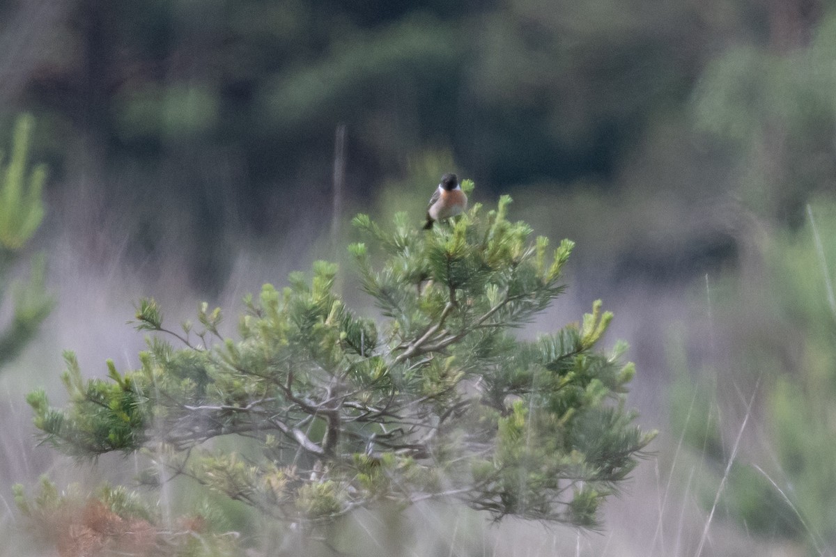 European Stonechat - ML620413272