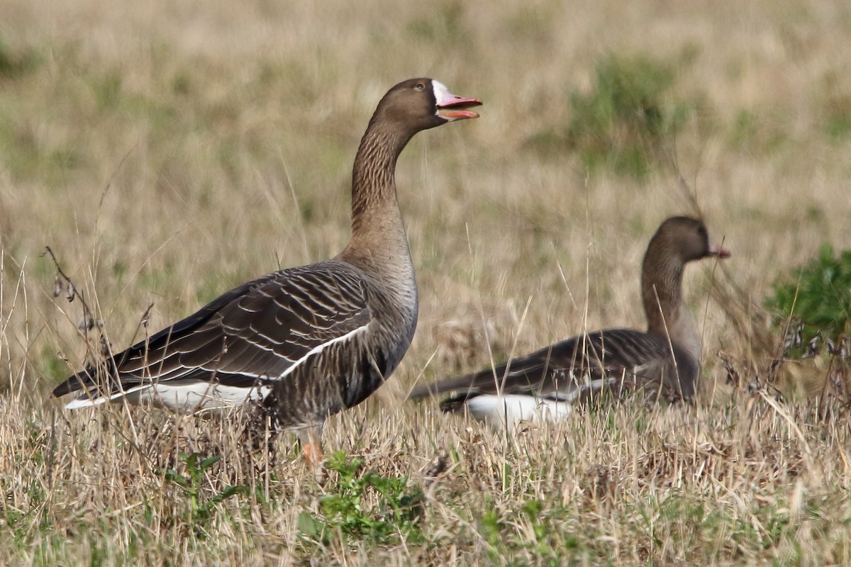 Greater White-fronted Goose - ML620413277