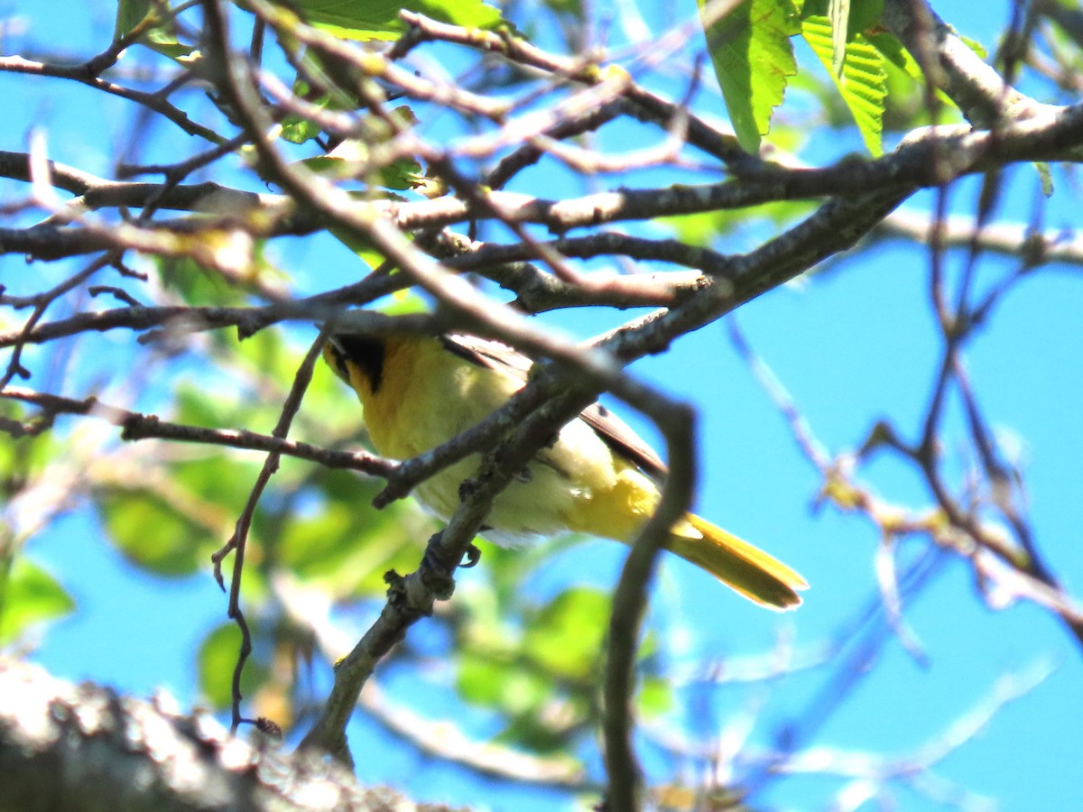 Bullock's Oriole - Alan Morris