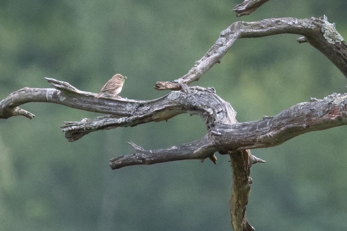 Tree Pipit - ML620413280