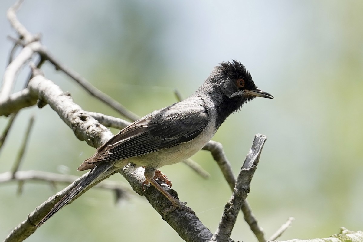 Rüppell's Warbler - Daniel Winzeler