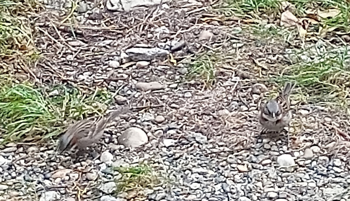 Rufous-collared Sparrow - ML620413284