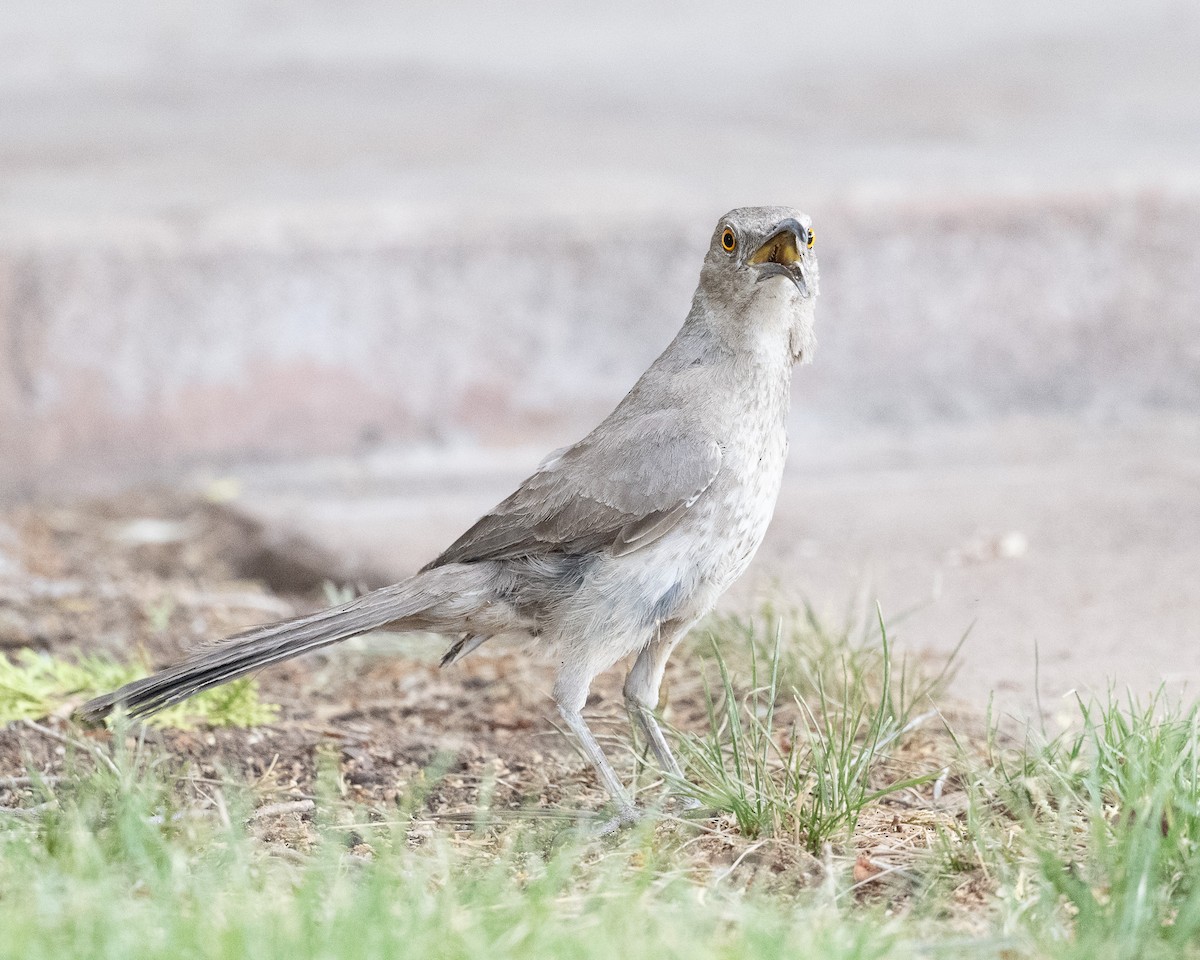 Curve-billed Thrasher - ML620413293