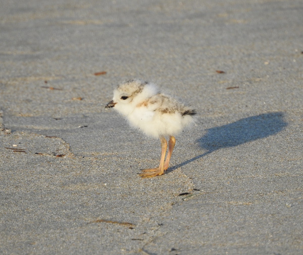 Piping Plover - ML620413295