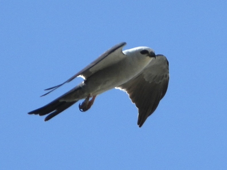 Mississippi Kite - ML620413296