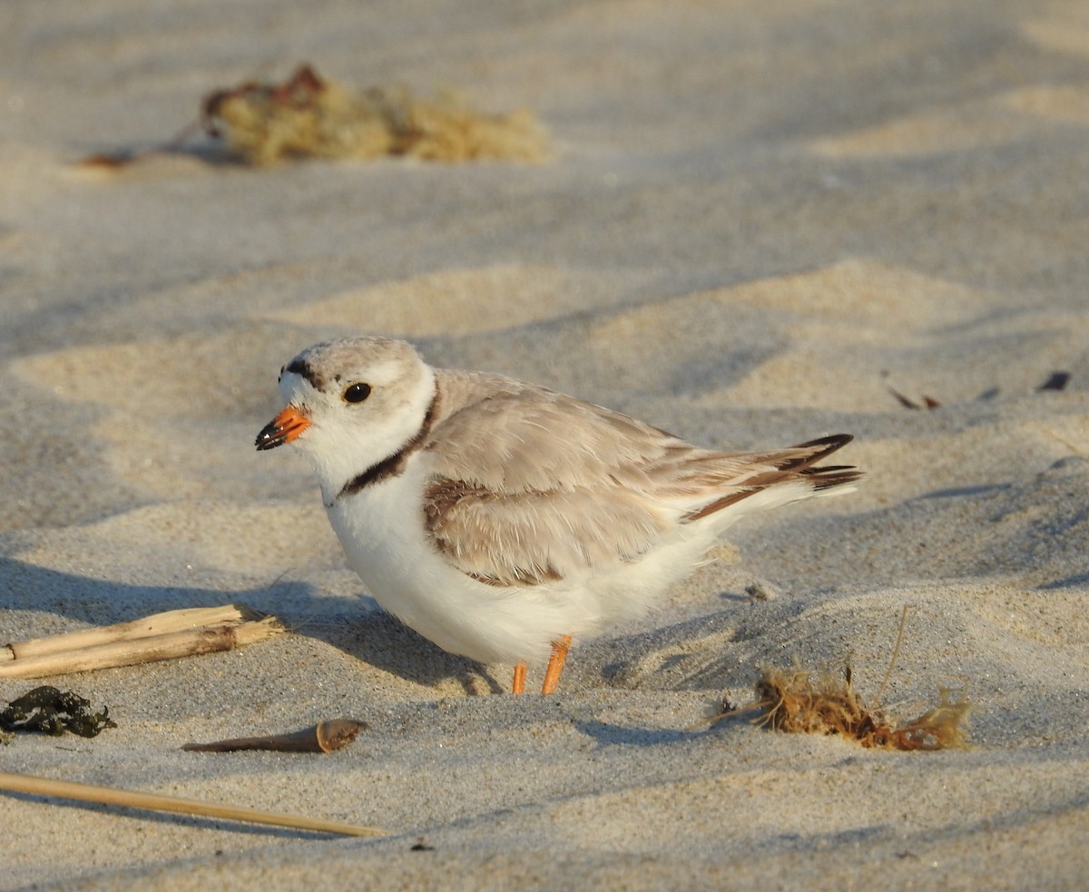 Piping Plover - ML620413299
