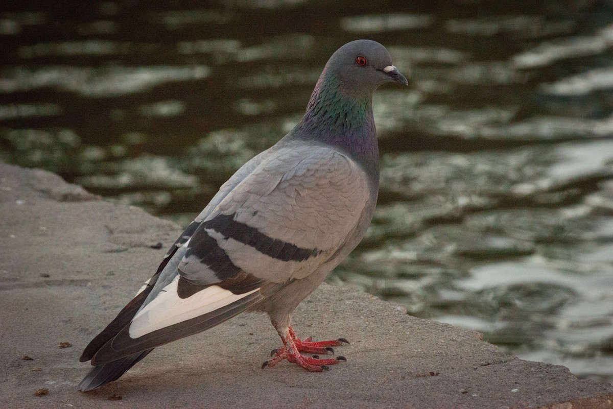 Rock Pigeon (Feral Pigeon) - ML620413301