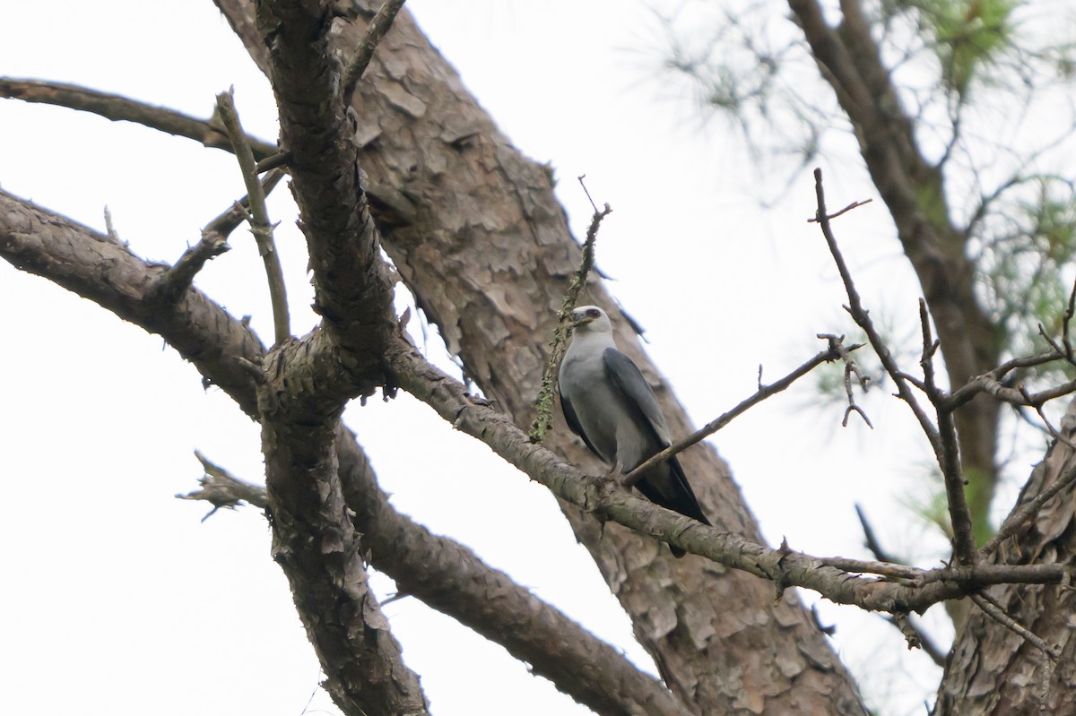 Mississippi Kite - ML620413302