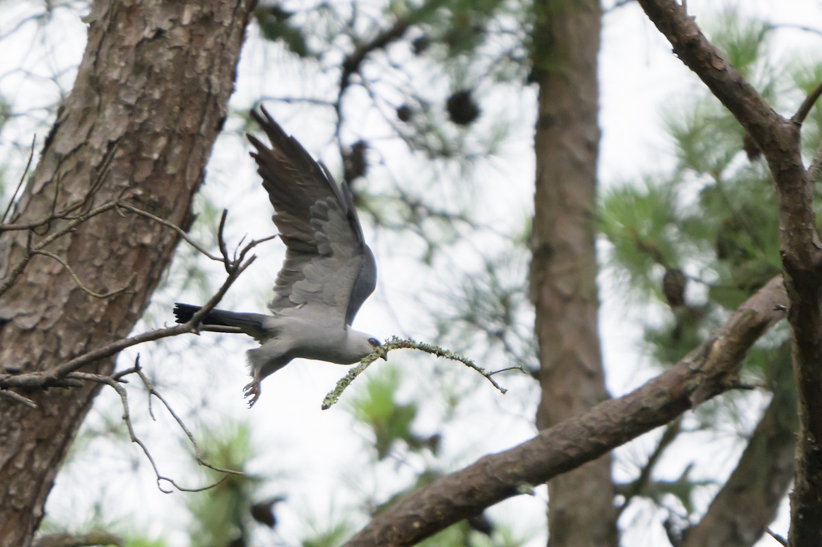 Mississippi Kite - ML620413303