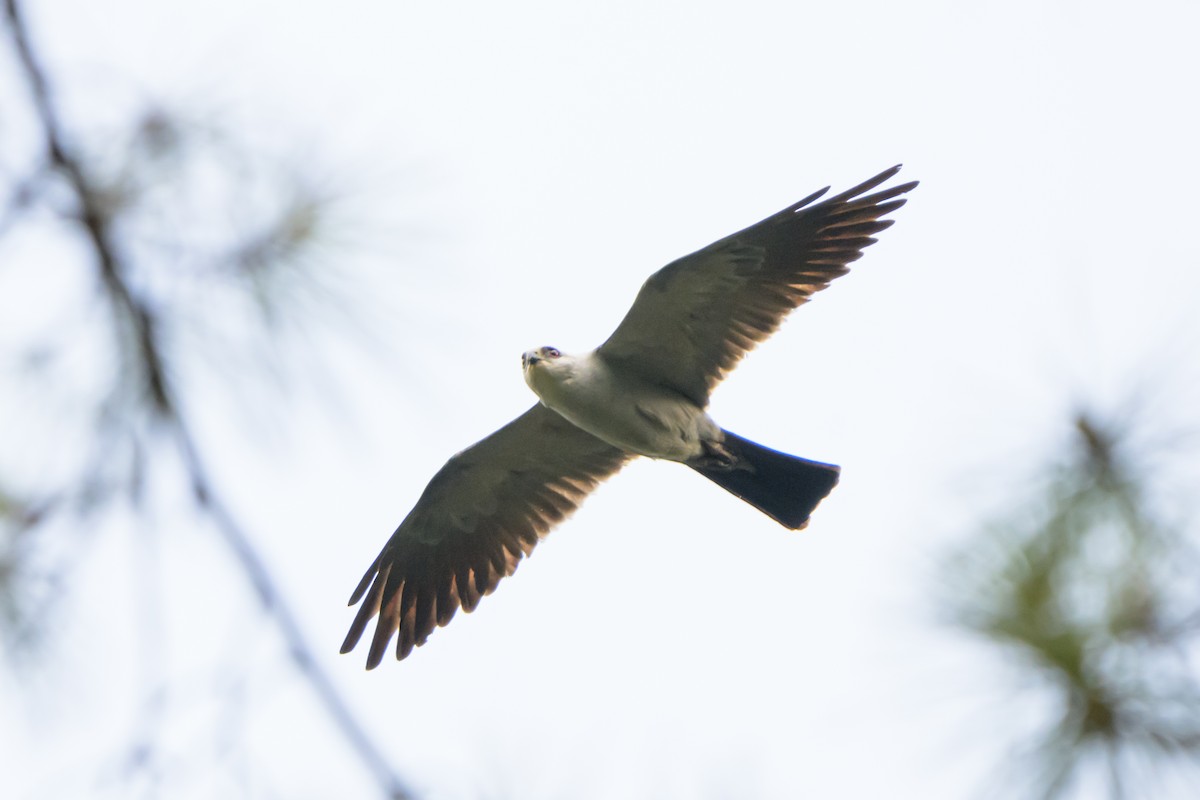 Mississippi Kite - ML620413304