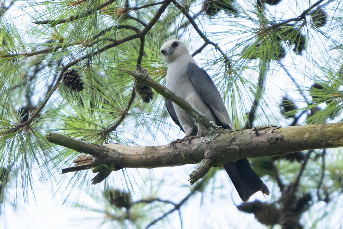 Mississippi Kite - ML620413305