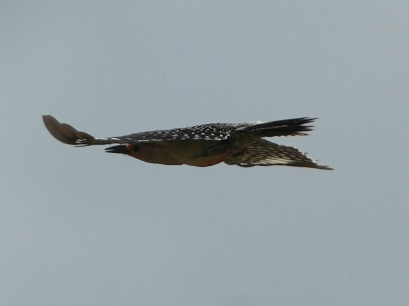 Red-bellied Woodpecker - ML620413313