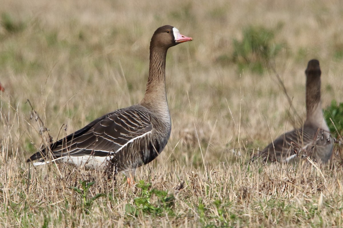 Greater White-fronted Goose - ML620413314
