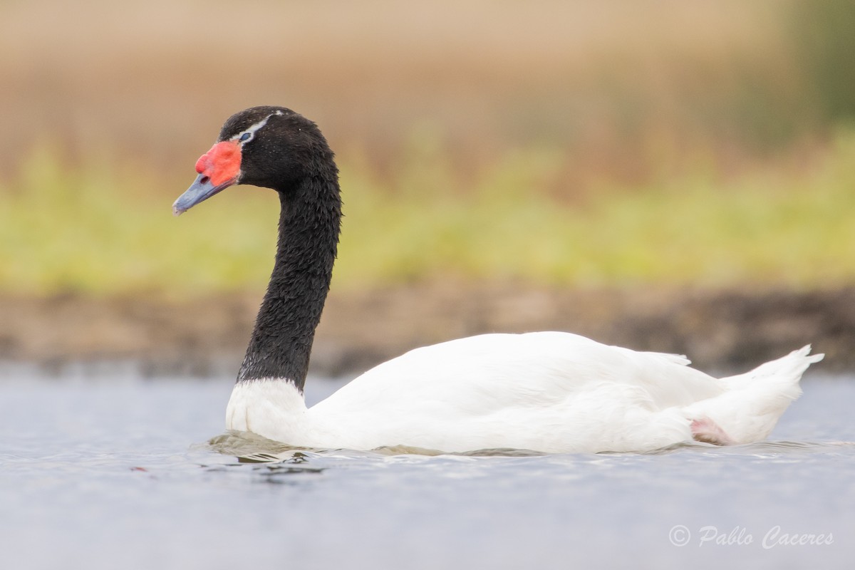 Black-necked Swan - ML620413322