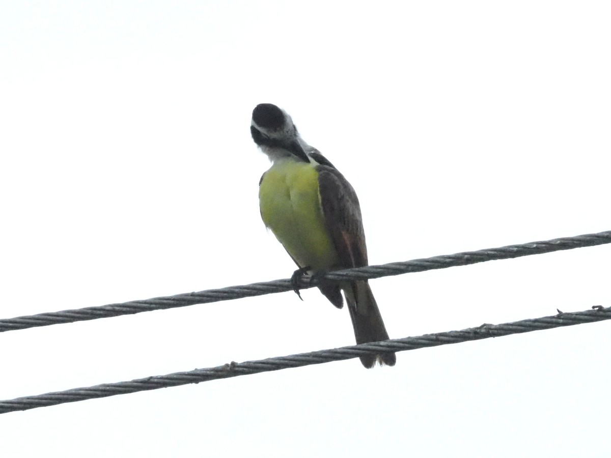 Boat-billed Flycatcher - ML620413324