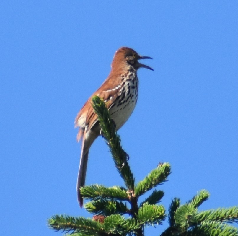 Brown Thrasher - ML620413334