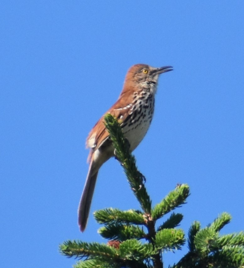 Brown Thrasher - ML620413337