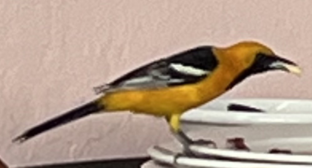 Hooded Oriole - ML620413340