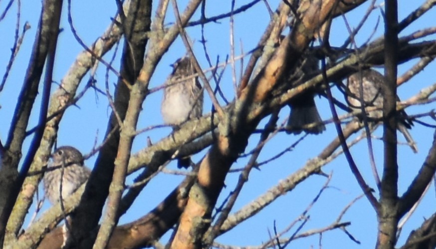 Eastern Bluebird - ML620413343