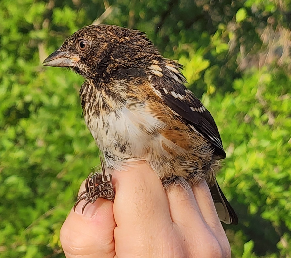 Spotted Towhee - ML620413344