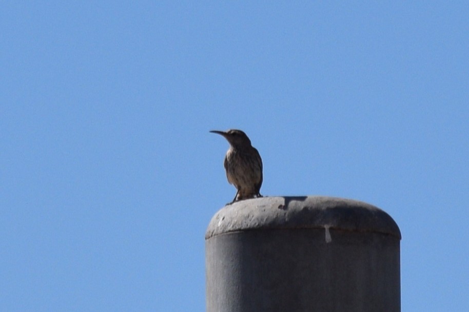 Rock Wren - ML620413348