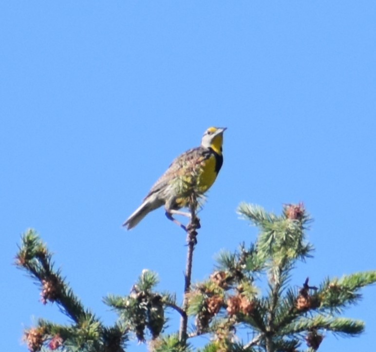 Eastern Meadowlark - ML620413357