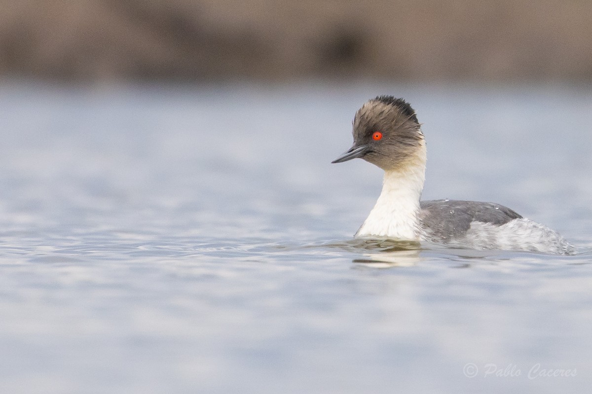 Silvery Grebe (Patagonian) - ML620413367