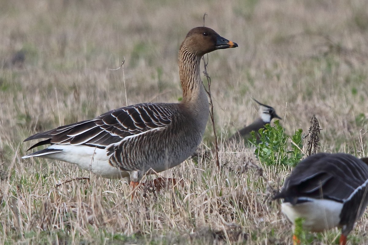 Tundra Bean-Goose - ML620413374