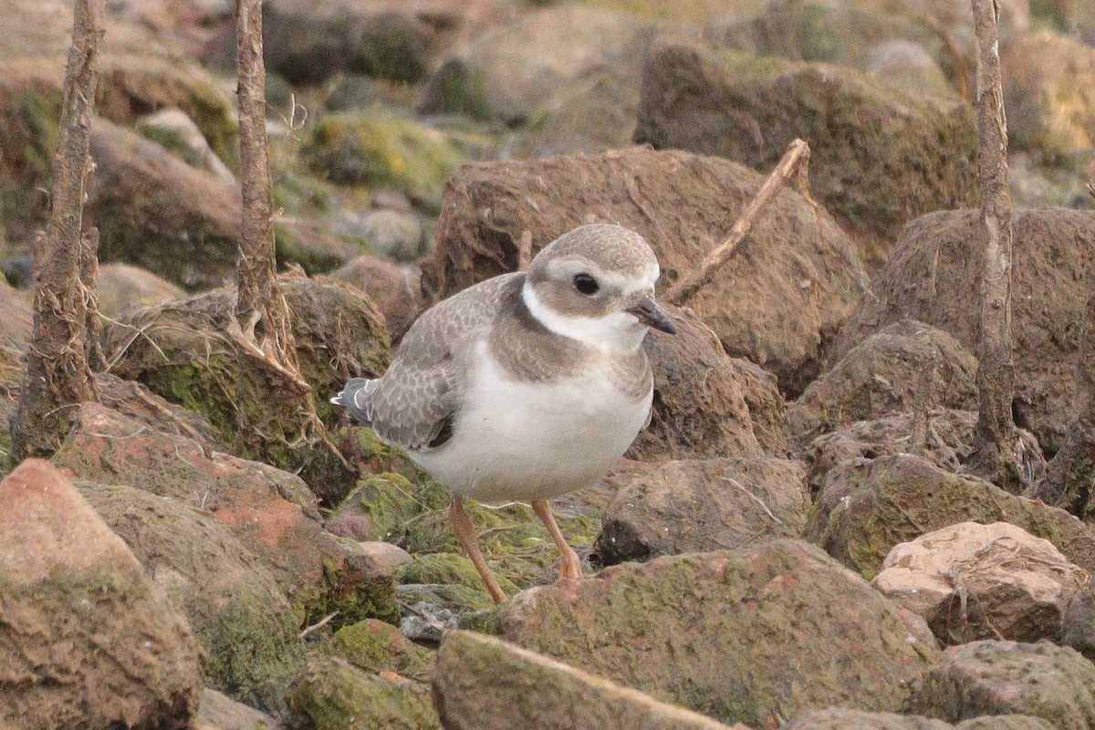 Common Ringed Plover - ML620413377