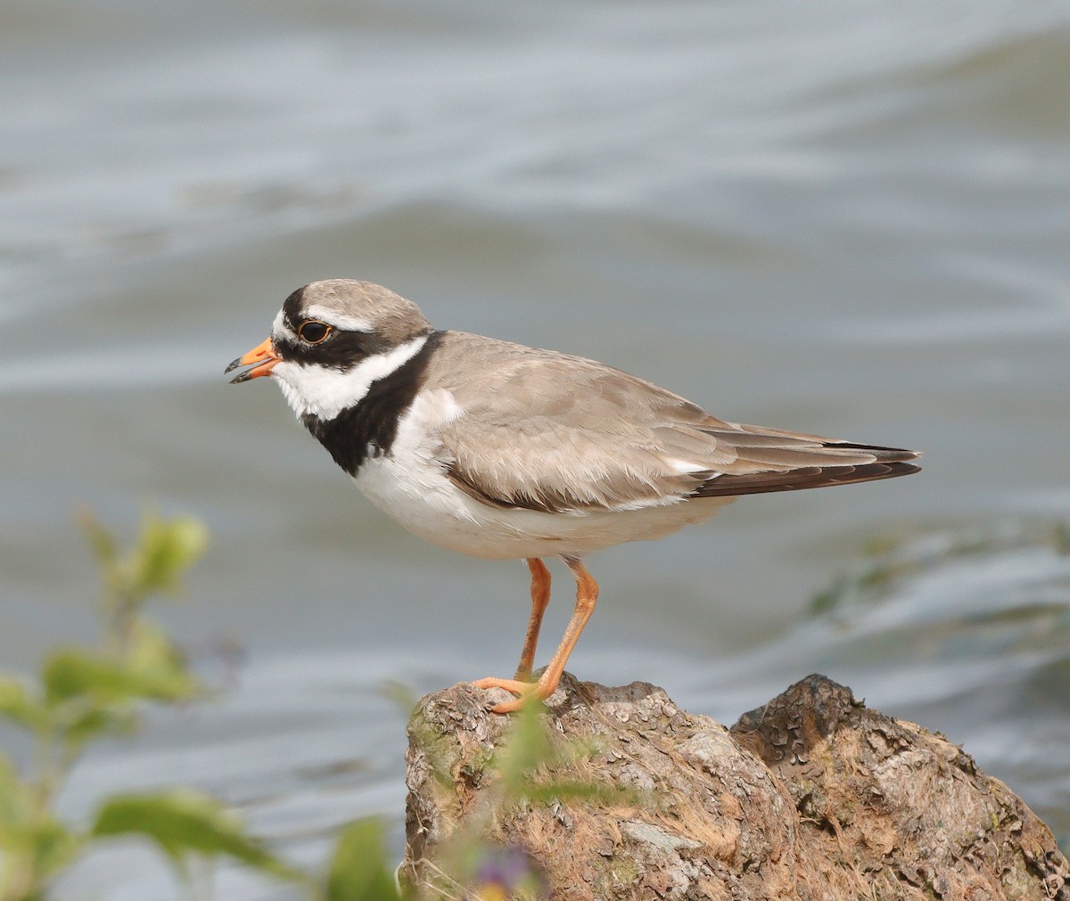 Common Ringed Plover - ML620413378