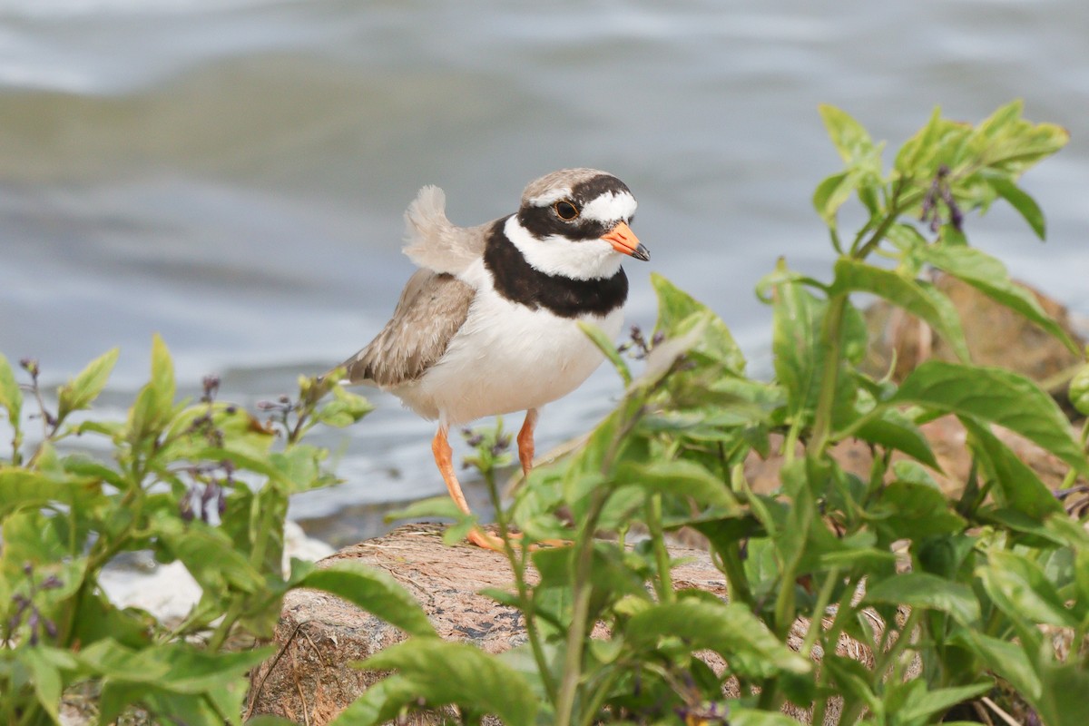 Common Ringed Plover - ML620413379