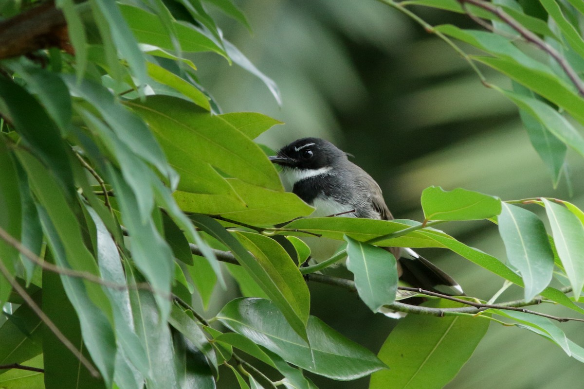 Malaysian Pied-Fantail - ML620413391