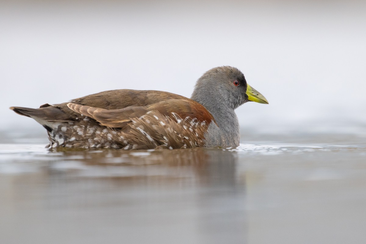 Gallinule à face noire - ML620413399