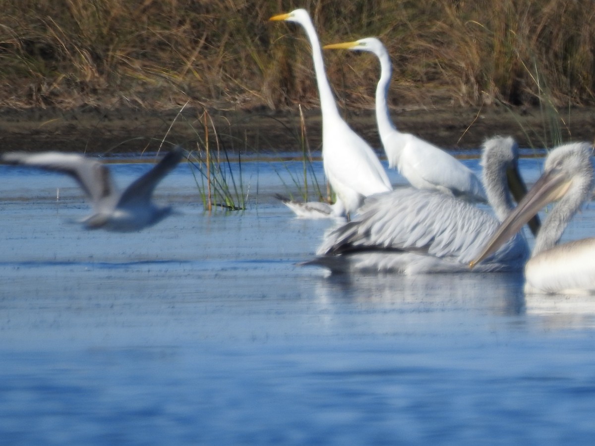 Great Egret - ML620413404